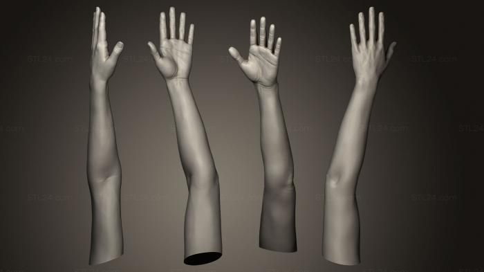 Анатомия скелеты и черепа (Поза женской Руки 1, ANTM_0067) 3D модель для ЧПУ станка